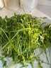 槿馐芝麻菜500g 新鲜蔬菜沙拉食材 生菜西餐 火箭菜 新鲜采摘基地直发 新鲜芝麻菜500g 晒单实拍图