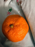 京觅浙江台州涌泉蜜桔 净重2.5斤 单果50mm+ 橘子水果礼盒 源头直发 实拍图