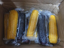守望乡村（KEEP W-VILLAGE GO）新鲜东北玉米 早餐粗粮苞米棒黏粘甜糯玉米棒真空包装 玉米6黑6黄（总净重2400g以上） 实拍图