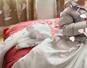 水星家纺结婚床上四件套60S长绒棉婚庆床单被套结婚礼物精致刺绣1.5m床 实拍图