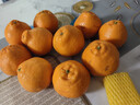 京鲜生 四川春见耙耙柑 净重5斤 单果180g起 生鲜水果柑橘桔子年货礼盒 实拍图