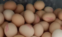 德青源A+级鲜鸡蛋64枚6.4斤起 无抗生素 健身食材 营养早餐年货礼盒 实拍图