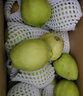京鲜生 新疆库尔勒香梨 净重10斤 特级 单果120g以上 生鲜水果 实拍图