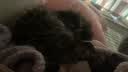 instinct天然百利罐头进口零食猫粮奖励品宠物猫用品 经典无谷 鸡肉猫罐头 156g*12罐 实拍图