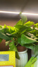 【绿萝盆栽】吸甲醛净化空气水培绿植物懒人花卉好养搬家礼物全 【爆款2盆】绿萝+白色南瓜盆自吸水 整体含盆高度20-25cm 实拍图