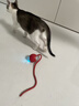 HELLOJOY猫咪玩具自嗨解闷神器智能电动逗猫球自动逗猫棒幼猫遛猫消耗体力 实拍图