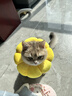欢宠网伊丽莎白圈猫宠物狗猫咪狗狗绝育项圈软头套脖套防舔防咬脖圈耻辱 实拍图