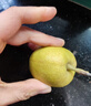 京鲜生 新疆库尔勒香梨 净重8斤 单果120g起 生鲜水果 礼盒装 包装随机 实拍图