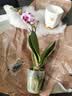 劉閣蘭花兰花盆栽客厅办公室花卉蝴蝶兰 宝贝带1支花剑配瓷白盆源头直发 实拍图