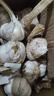 新鲜干蒜即食水果大蒜蔬菜小龙虾生蚝调料蒜 新干蒜大蒜1.5斤带箱 实拍图