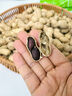 享食兔黑花生带壳原味生花生米富硒山东特产农家生鲜花生休闲零食品500g 实拍图