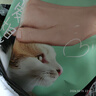 网易严选宠爱全价猫粮 实惠主粮成幼猫爱心三文鱼油美毛护胃海洋鱼2kg 实拍图