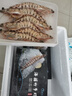 哆鲜生 海捕竹节虾 野外生长活冻国产斑节虾大花对虾九节竹节鬼虾虾类 竹节虾 特大号 5-6条 300g(净重) 实拍图