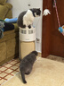 霍尼韦尔（Honeywell）宠物空气净化器吸猫毛除过敏源猫猫搭子 猫毛净化器杀菌消毒除异味KJ360F-C22W 实拍图