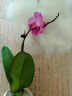 年宵花春节蝴蝶兰盆栽花苗桌面装饰花卉植物四季好养绿植过年货 粉色系蝴蝶兰配雪糕陶瓷盆 实拍图