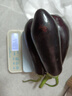 山东新鲜绿把紫皮长茄现摘现发新鲜嫩茄新鲜时令蔬菜生鲜 新鲜绿把紫茄 1斤 现摘现发 实拍图