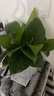 【绿萝盆栽】吸甲醛净化空气水培绿植物懒人花卉好养搬家礼物全 【爆款2盆】绿萝+白色南瓜盆自吸水 整体含盆高度20-25cm 实拍图