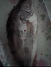 仙泉湖黄山大臭鳜鱼600g/条净膛腌制冷冻正宗臭桂鱼特产生鲜食材年货 实拍图