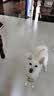卡露诗（calus）宠物狗狗沐浴露成幼犬通用除臭洗澡液香波雪纳瑞犬专用定制520ml 实拍图