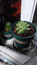 花盆绿植盆栽加厚塑料简约多肉小盆阳台客厅月季玫瑰大号家用花盆 高款1加仑(口径16cm)2个盆 不带托盘 实拍图
