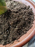 史丹利疏松透气营养土养花通用型专用种植土花土家用种花种菜土壤 实拍图