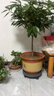 漫生活花托花盆托底盘移动花盆托盘花盆底托盘带轮底座外径360内径322mm 实拍图