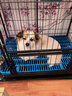波奇多 狗笼脚垫90*30cm(2片装)塑料垫板宠物网格垫兔笼脚垫狗笼子垫板 实拍图