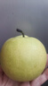 京鲜生河北皇冠梨 净重4.5斤 单果200g+  生鲜水果 源头直发 实拍图