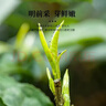 峨眉雪芽2025年新茶【门店同款】明前慧欣绿茶 嫩芽茶叶送礼茗茶礼盒120g 实拍图