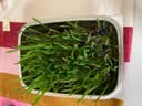 憨憨乐园猫草种子水培猫薄荷去毛球天然猫草盆种植套装猫咪 实拍图