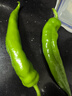 尖椒约300g 实拍图