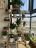 丝竹阁花架置物架阳台落地式创意客厅多肉实木多层网红花盆靠墙绿萝架子 A字原色12层【带轮】 实拍图