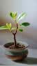 通沭小叶紫檀室内盆栽绿植四季常青植物花卉 小叶紫檀+早安盆源头直发 实拍图