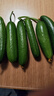 京喜加新鲜无刺水果小黄瓜小青瓜脆甜荷兰脆嫩生吃黄瓜蔬菜 水果黄瓜 1斤 净重 实拍图