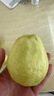 京觅福建奶油芭乐 番石榴 单果150g起 净重4.5斤装 源头直发包邮 实拍图