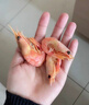 禧美海产 加拿大北极甜虾净重3斤/盒 90/120规格 熟冻  MSC认证 送礼年货 实拍图