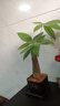 【带盆高度约15-25cm】发财树盆栽室内植物客厅办公室吸甲醛好养 单杆发财树+塑料四方舍得盆+小方底座 花盆直径约8cm 实拍图