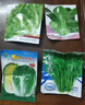 【京东物流】蔬菜种子四季播盆栽阳台庭院香菜生菜菠菜简单秋易种 玻璃生菜种子1包约1000粒 实拍图