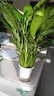 年宵花【热销款】白掌一帆风顺盆栽水培植物绿植过年装饰摆件年货 【店主推荐】特级白掌6-8株带花+早安盆+营养液 实拍图