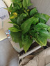 双盟绿萝盆栽除甲醛花卉绿植办公室新房净化空气 120款10盆源头直发 实拍图
