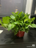 双盟绿萝盆栽除甲醛花卉绿植办公室新房净化空气160白1盆源头直发 实拍图