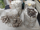 北蔬蘑菇种植包灰平菇家种可食用菌包 小号灰平菇菌包5个源头直发包邮 实拍图
