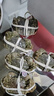【活蟹】阳澄联合鲜活大闸蟹公5.0-5.3两 母4.0-4.3两 5对10只年货礼盒源头直发 实拍图