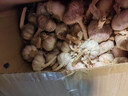 【东东农场专供】2025年新鲜七成干大蒜头 【东东农场专供】七成干大蒜头2斤含箱 实拍图