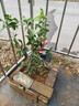 桂花树苗盆栽室内四季桂花卉植物金桂丹桂庭院大树浓香型绿植开花 【四季桂】粗1cm 高0.8-1米土球发货 实拍图