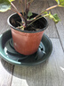 芷郁绿植盆栽托盘垫接水圆形防烂根树脂花盆底座托盘 特厚210型3个 实拍图