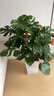 叹为观止大型植物发财树各种大颗盆栽开业乔迁客厅办公室内好养大型花卉 龟背竹【1-1.2米】 含盆 实拍图