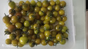 京鲜生 山东青口蜜圣女果 5斤装 新鲜绿色小番茄 源头直发包邮 实拍图
