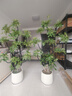 叹为观止大型植物发财树各种大颗盆栽开业乔迁客厅办公室内好养大型花卉 造型鸭脚木【1.4-1.6米】 含盆 实拍图