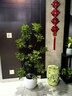叹为观止大型植物发财树各种大颗盆栽开业乔迁客厅办公室内好养大型花卉 造型鸭脚木【1.5-1.7米】 含盆 实拍图